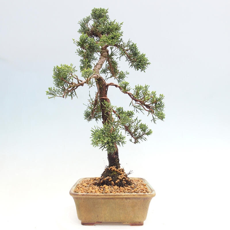 Bonsai voor buiten - Juniperus chinensis Kishu
