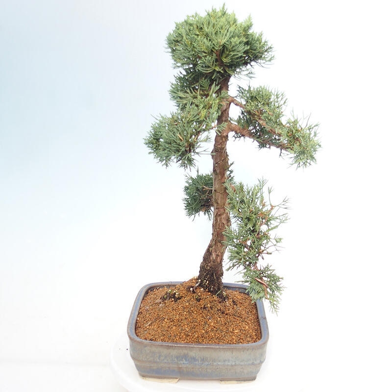 Bonsai voor buiten - Juniperus chinensis Kishu