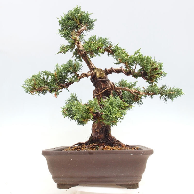 Bonsai voor buiten - Juniperus chinensis Kishu