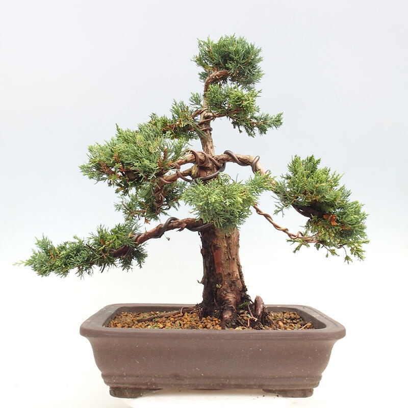 Bonsai voor buiten - Juniperus chinensis Kishu