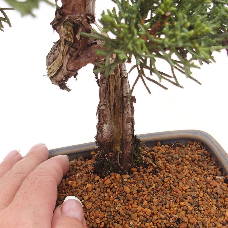 Bonsai voor buiten - Juniperus chinensis Kishu