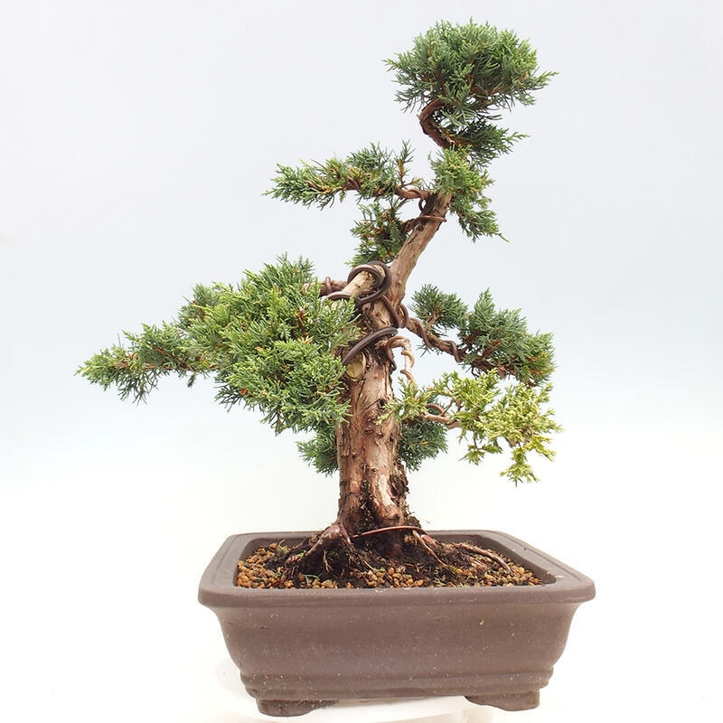 Bonsai voor buiten - Juniperus chinensis Kishu