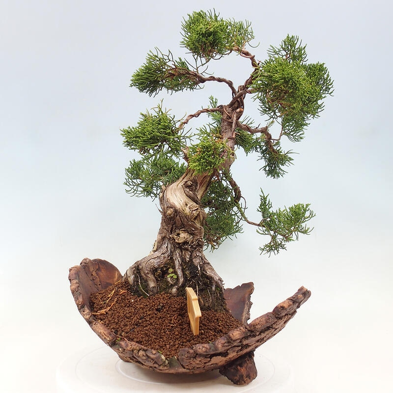 Bonsai voor buiten - Juniperus chinensis Kishu