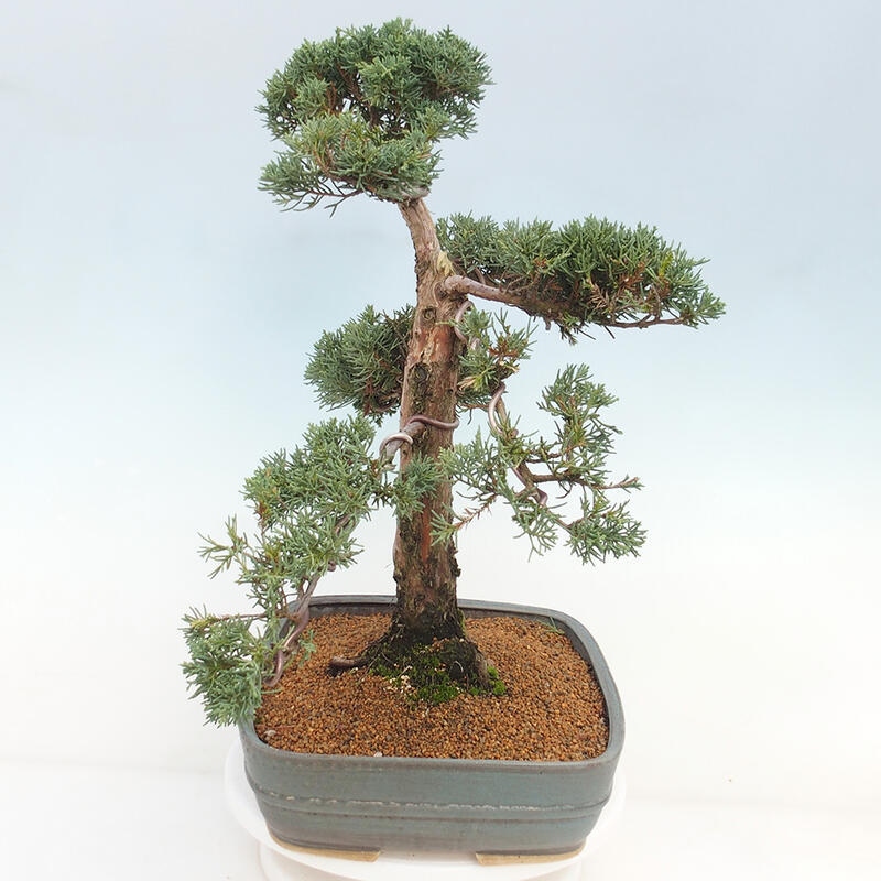 Bonsai voor buiten - Juniperus chinensis Kishu