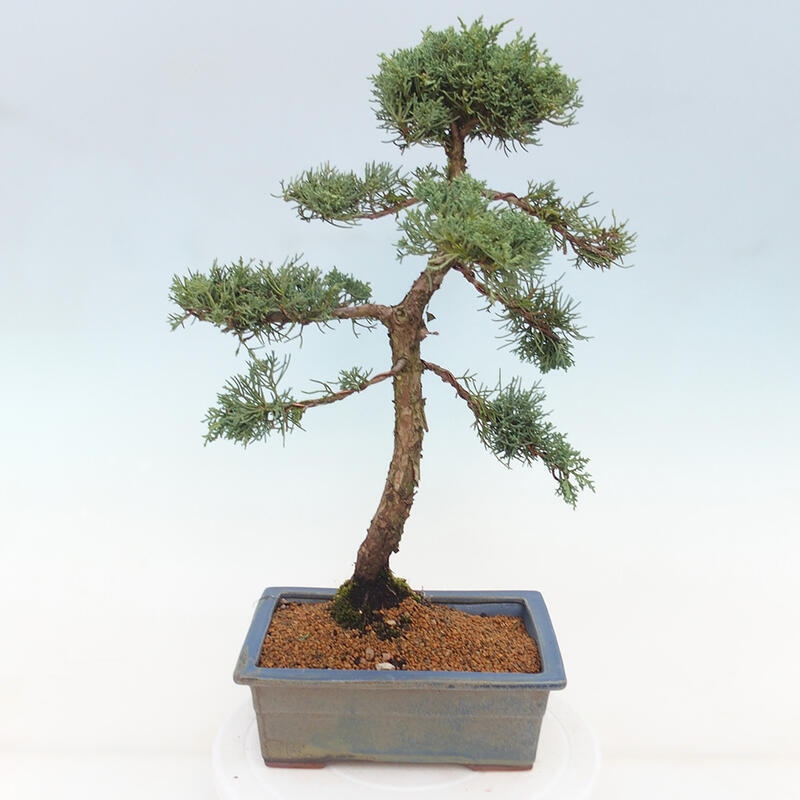 Bonsai voor buiten - Juniperus chinensis Kishu