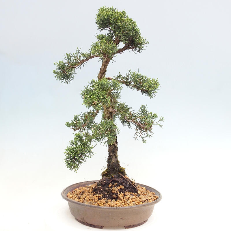 Bonsai voor buiten - Juniperus chinensis Kishu