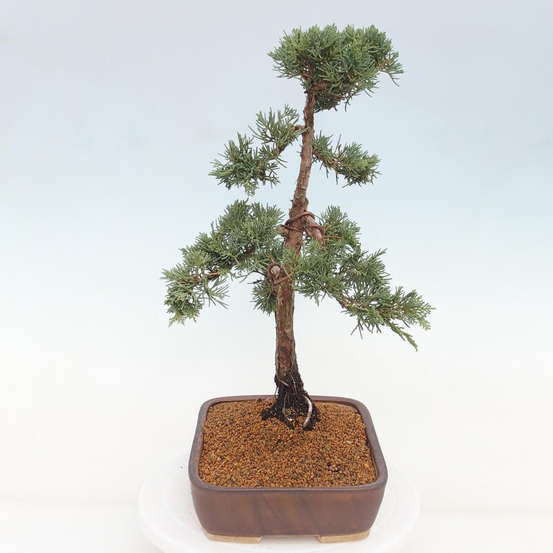 Bonsai voor buiten - Juniperus chinensis Kishu