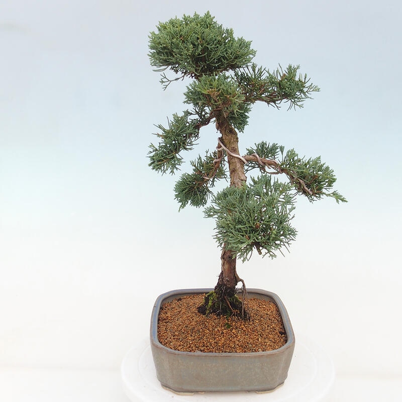 Bonsai voor buiten - Juniperus chinensis Kishu
