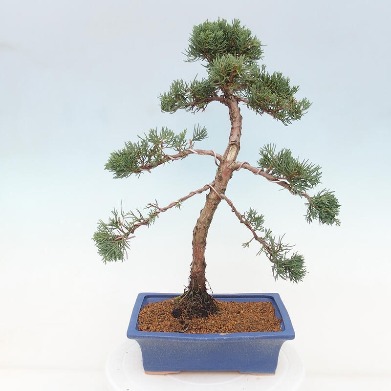 Bonsai voor buiten - Juniperus chinensis Kishu