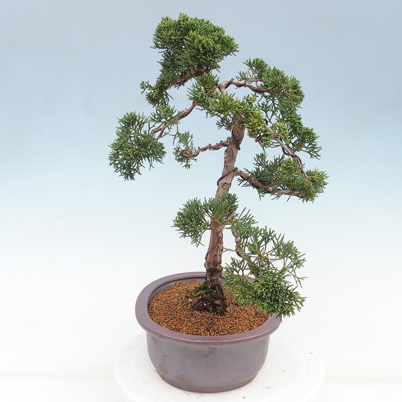 Bonsai voor buiten - Juniperus chinensis Kishu