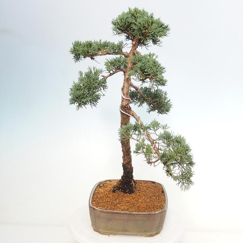 Bonsai voor buiten - Juniperus chinensis Kishu