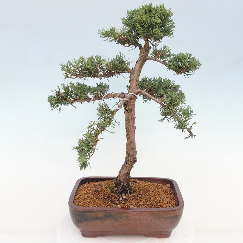 Bonsai voor buiten - Juniperus chinensis Kishu
