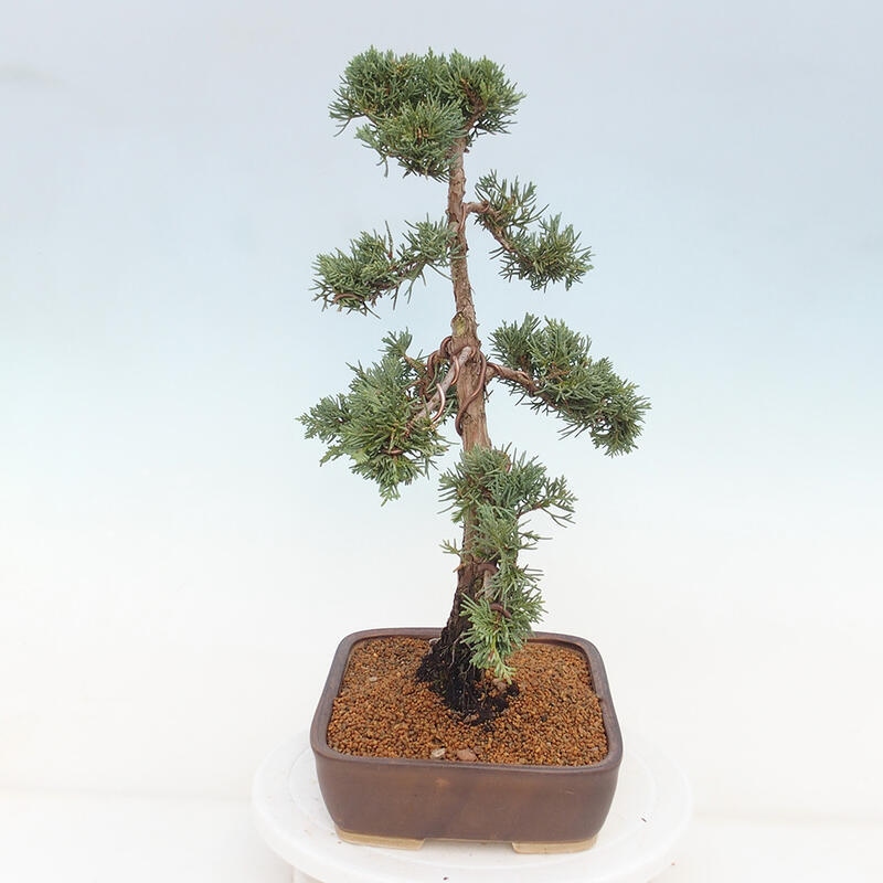 Bonsai voor buiten - Juniperus chinensis Kishu
