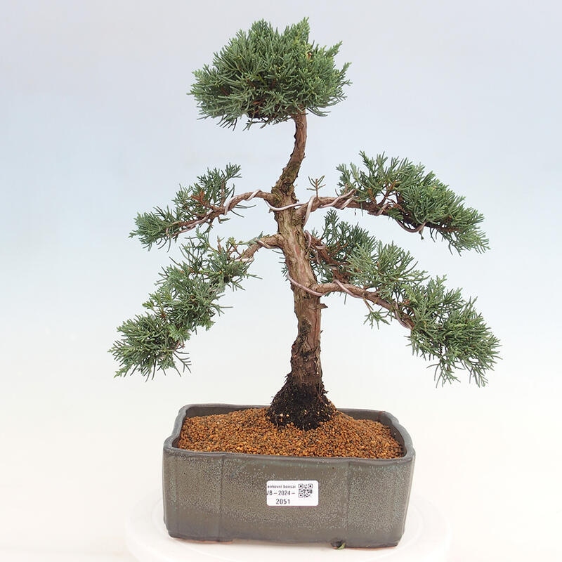 Bonsai voor buiten - Juniperus chinensis Kishu