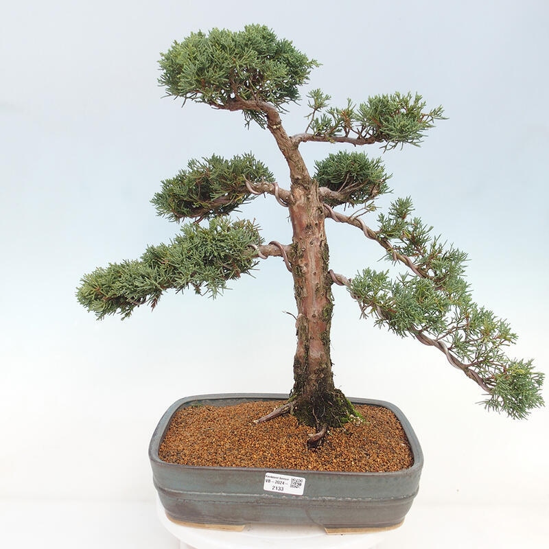 Bonsai voor buiten - Juniperus chinensis Kishu
