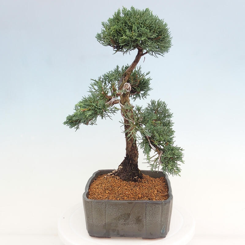 Bonsai voor buiten - Juniperus chinensis Kishu