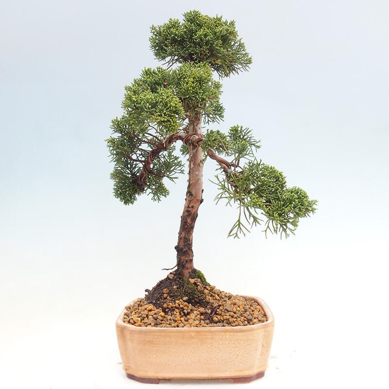 Bonsai voor buiten - Juniperus chinensis Kishu