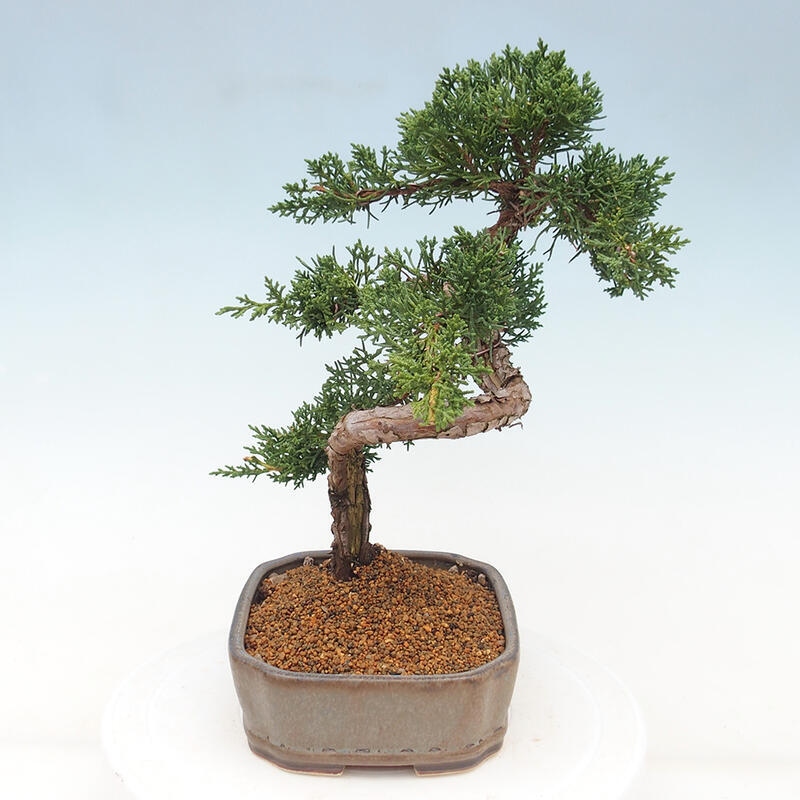 Bonsai voor buiten - Juniperus chinensis Kishu