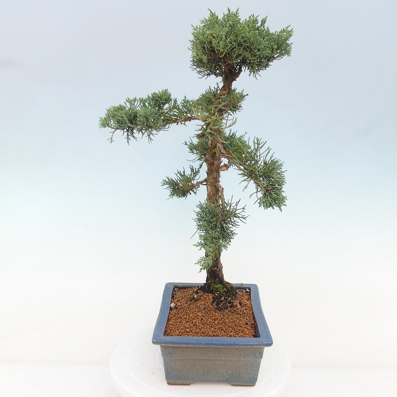 Bonsai voor buiten - Juniperus chinensis Kishu