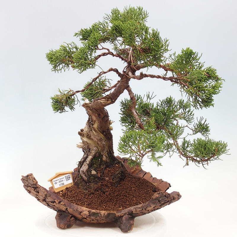 Bonsai voor buiten - Juniperus chinensis Kishu