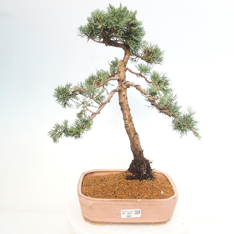 Bonsai voor buiten - Juniperus chinensis Kishu