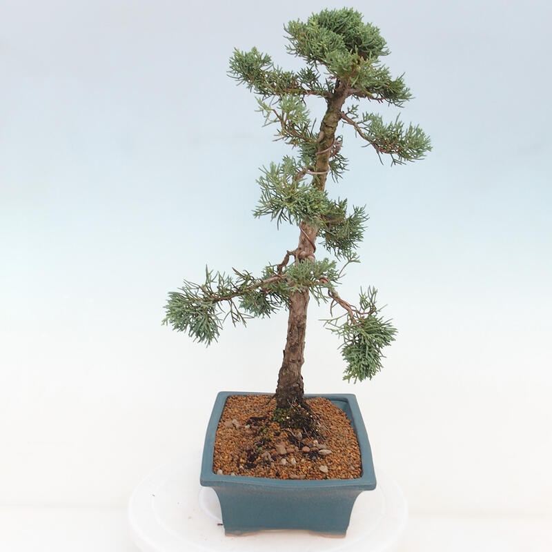 Bonsai voor buiten - Juniperus chinensis Kishu