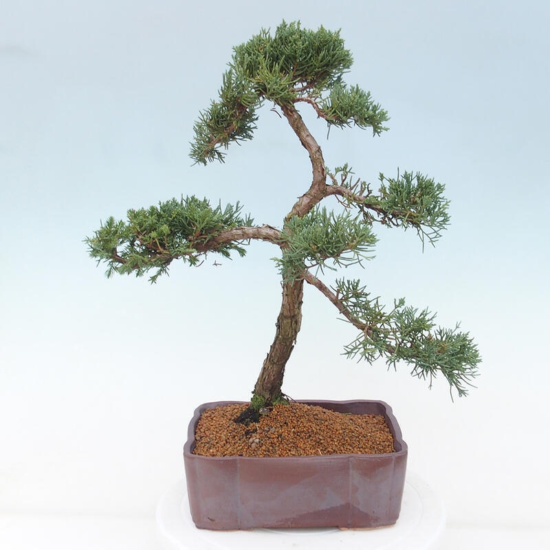 Bonsai voor buiten - Juniperus chinensis Kishu