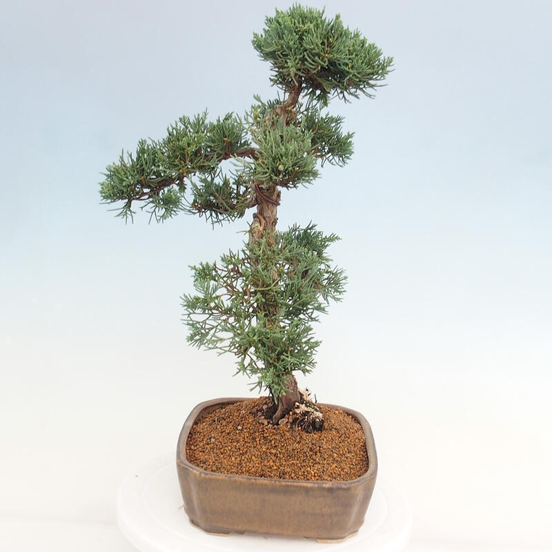 Bonsai voor buiten - Juniperus chinensis Kishu