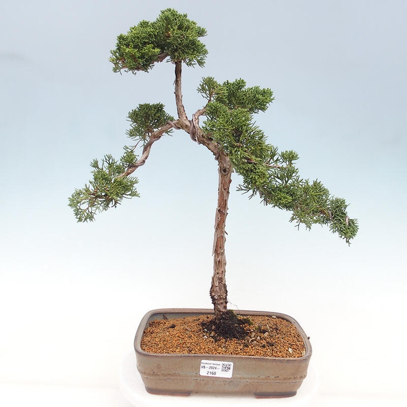 Bonsai voor buiten - Juniperus chinensis Kishu