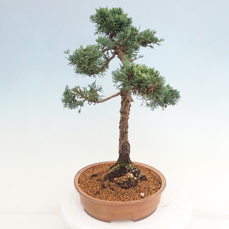 Bonsai voor buiten - Juniperus chinensis Kishu