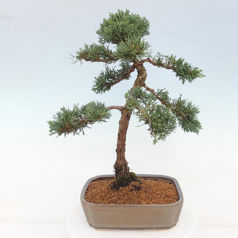 Bonsai voor buiten - Juniperus chinensis Kishu