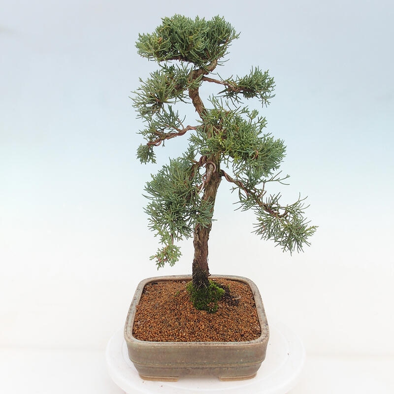 Bonsai voor buiten - Juniperus chinensis Kishu