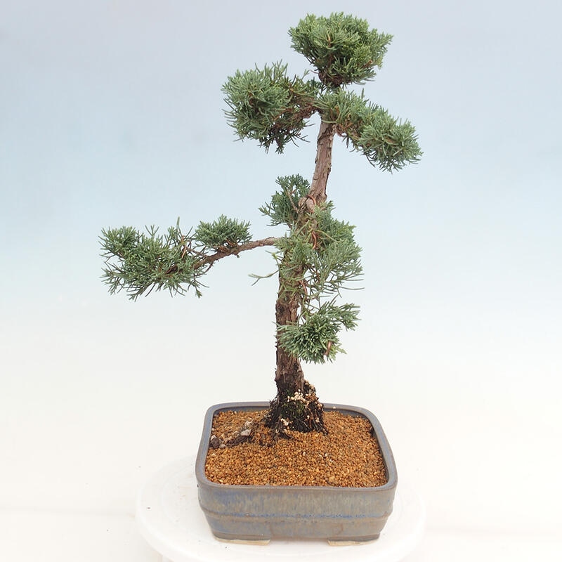 Bonsai voor buiten - Juniperus chinensis Kishu