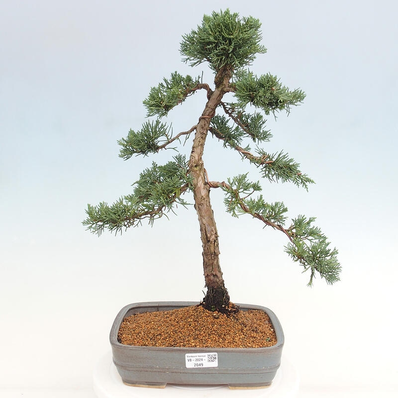 Bonsai voor buiten - Juniperus chinensis Kishu