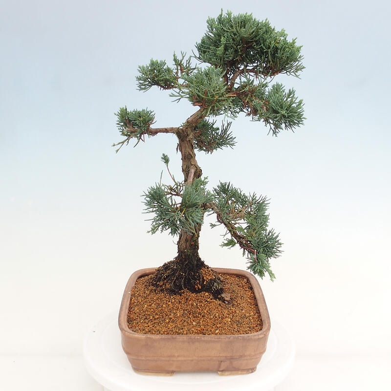 Bonsai voor buiten - Juniperus chinensis Kishu