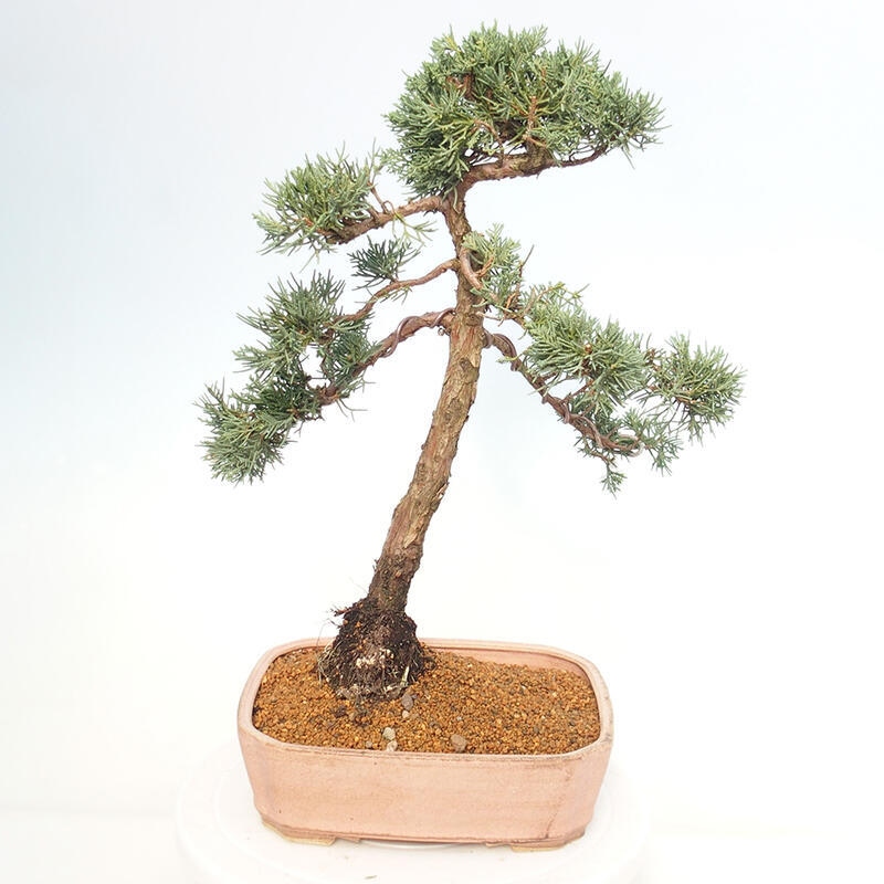 Bonsai voor buiten - Juniperus chinensis Kishu