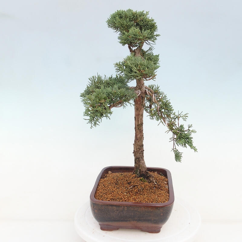 Bonsai voor buiten - Juniperus chinensis Kishu