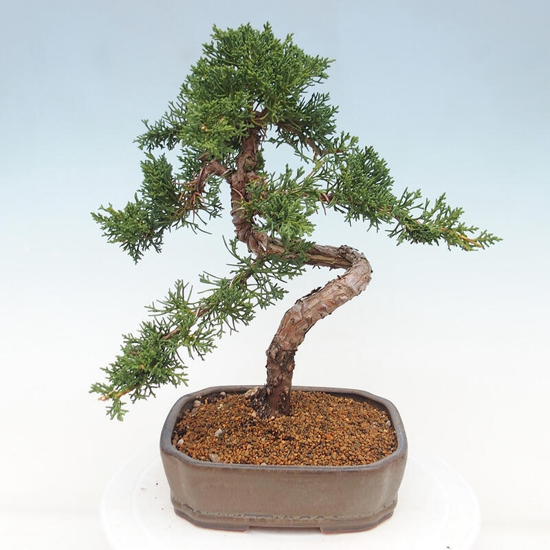 Bonsai voor buiten - Juniperus chinensis Kishu