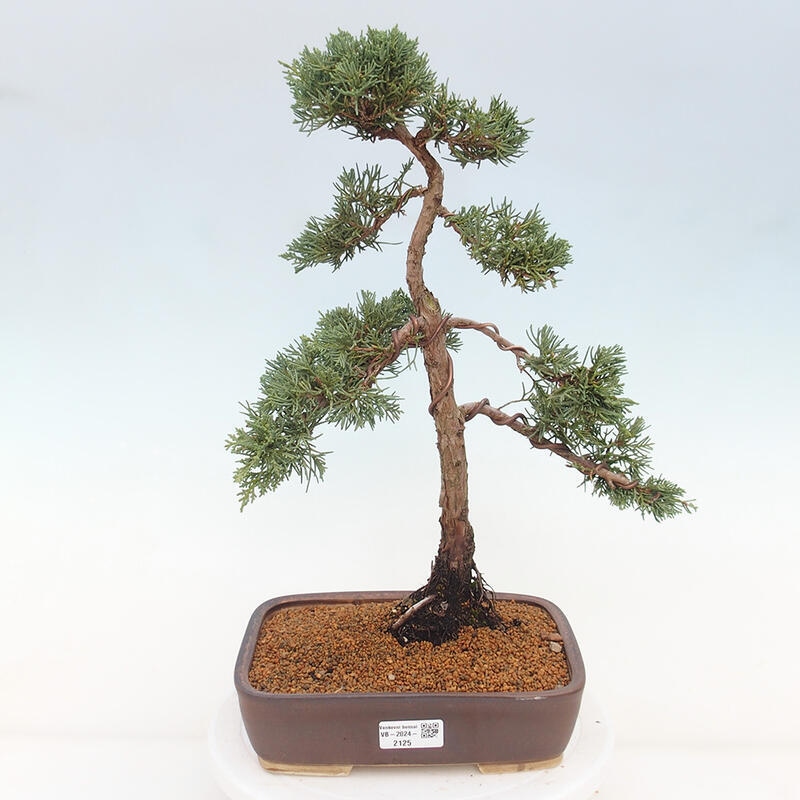 Bonsai voor buiten - Juniperus chinensis Kishu