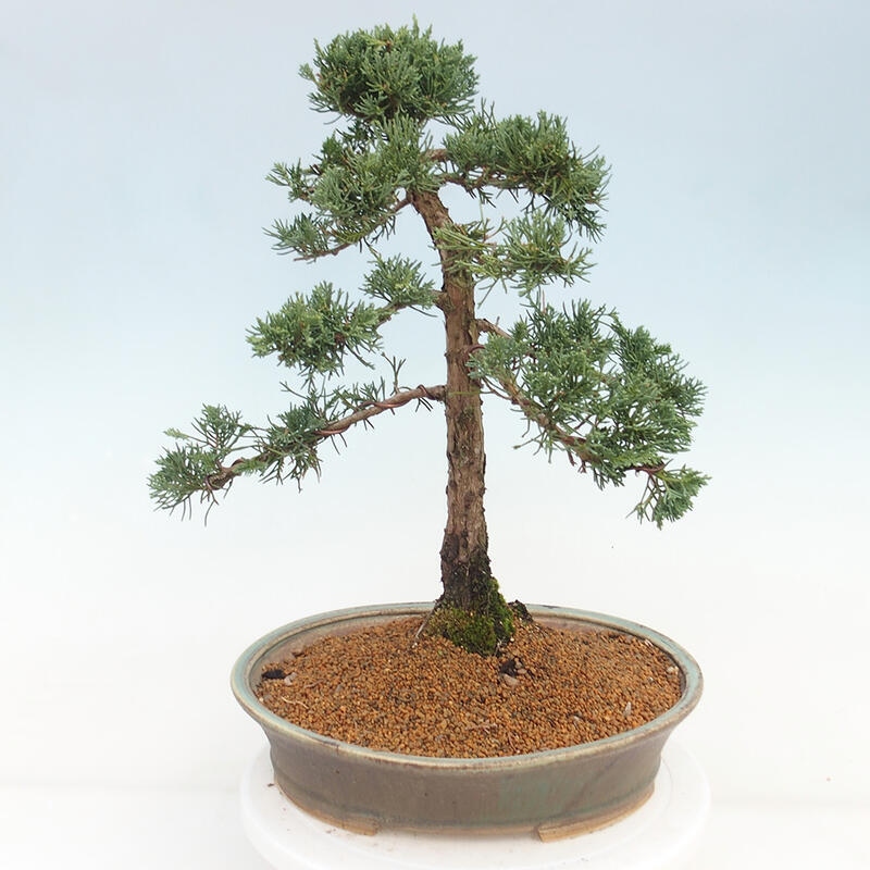 Bonsai voor buiten - Juniperus chinensis Kishu