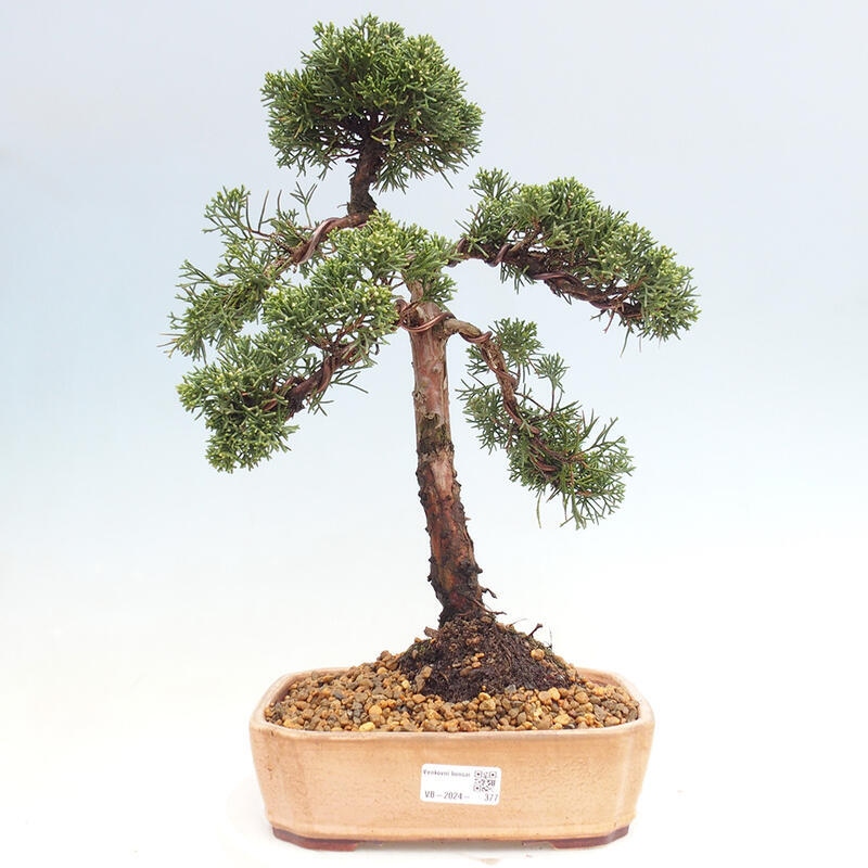 Bonsai voor buiten - Juniperus chinensis Kishu