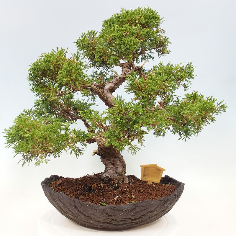 Bonsai voor buiten - Juniperus chinensis Kishu