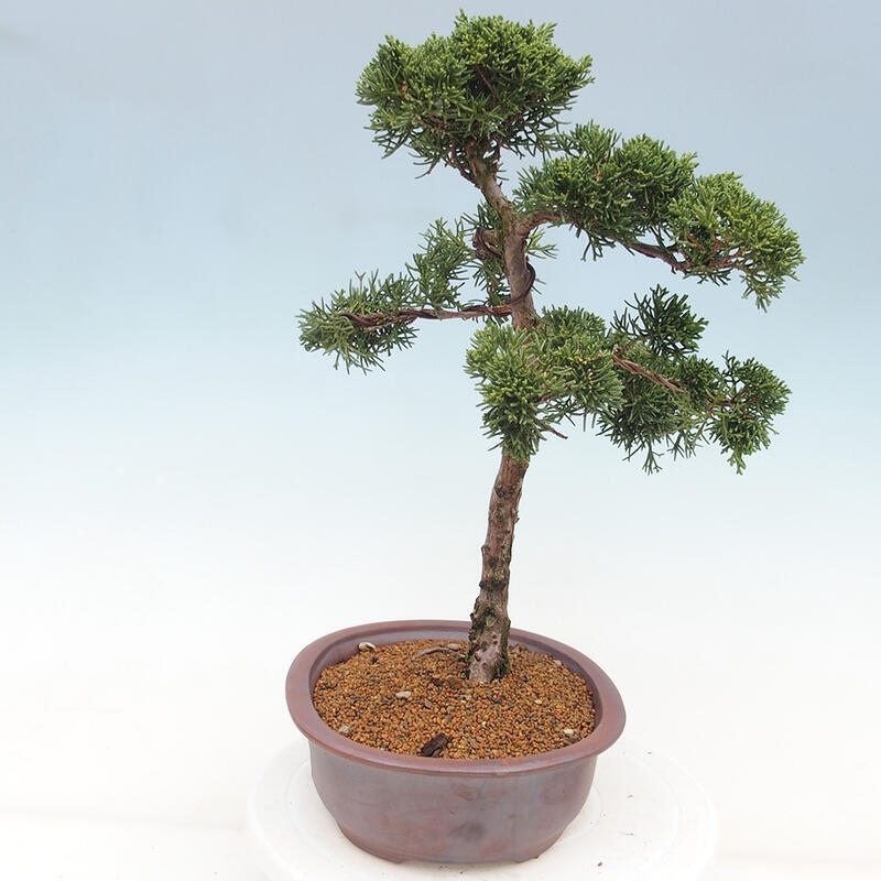 Bonsai voor buiten - Juniperus chinensis Kishu