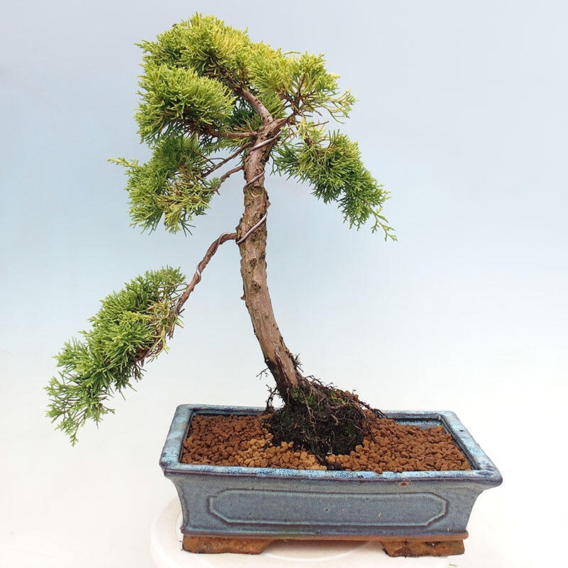 Bonsai voor buiten - Juniperus chinensis plumosa aurea