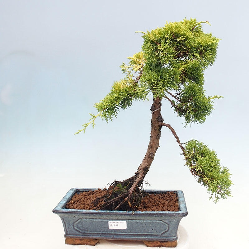 Bonsai voor buiten - Juniperus chinensis plumosa aurea