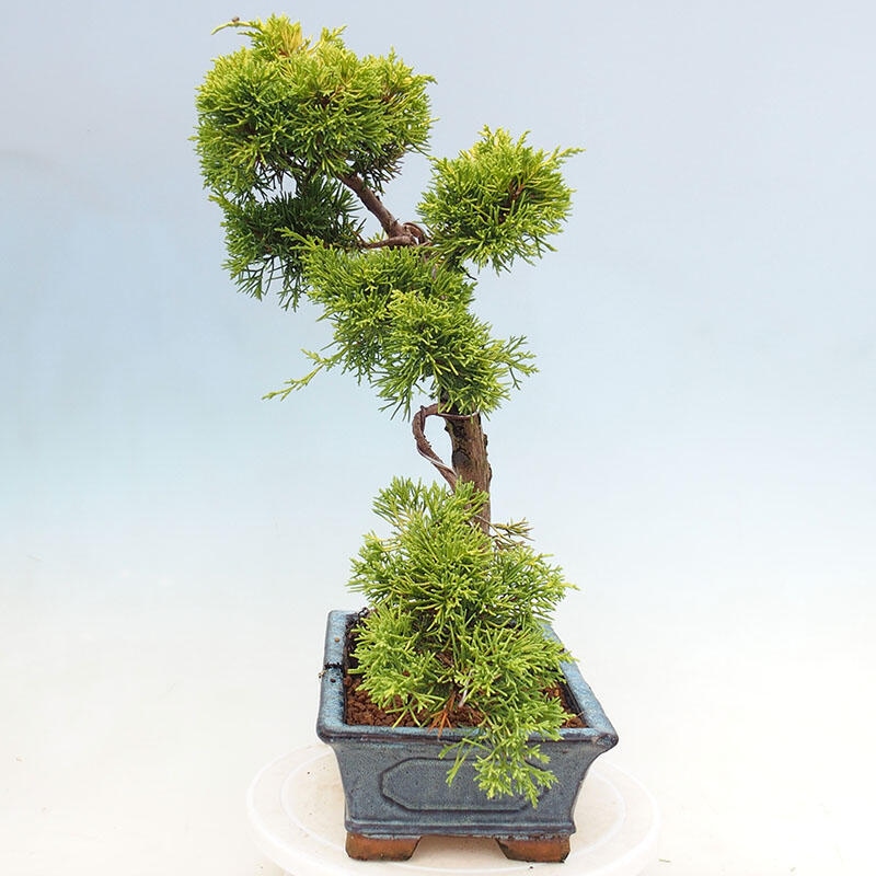 Bonsai voor buiten - Juniperus chinensis plumosa aurea
