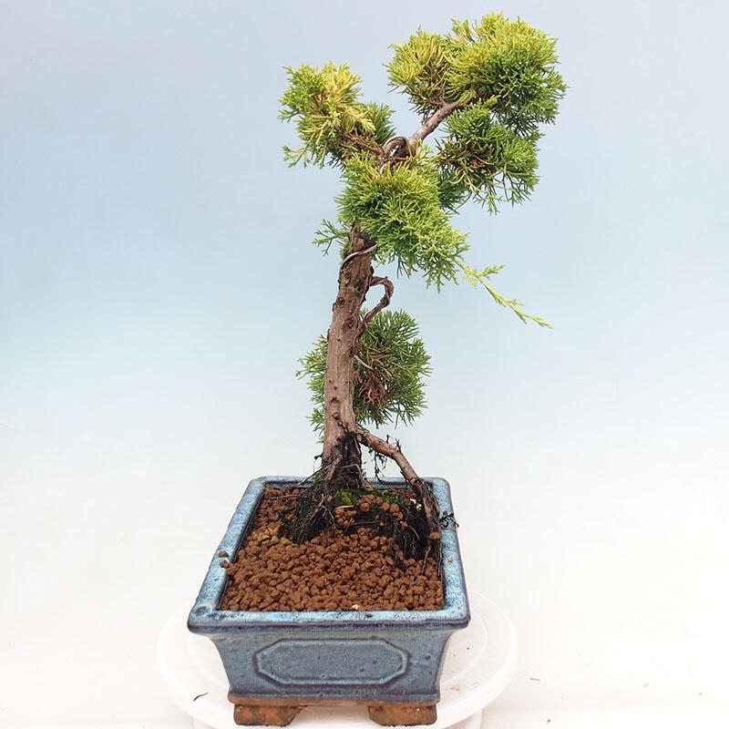 Bonsai voor buiten - Juniperus chinensis plumosa aurea