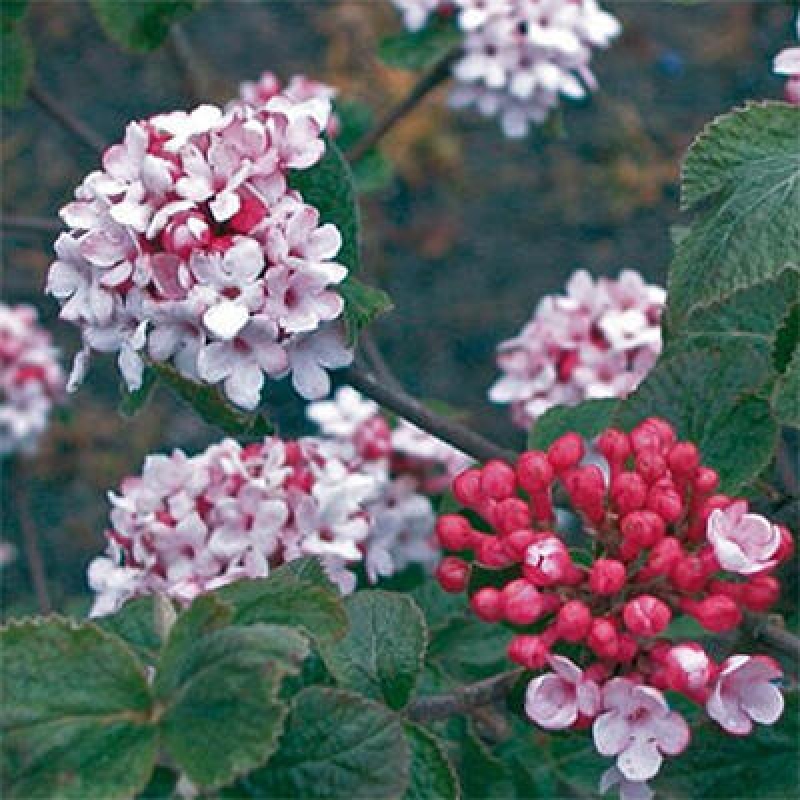 Bonsai voor buiten - Kalina Bodnanská - Viburum carlesii hemsi