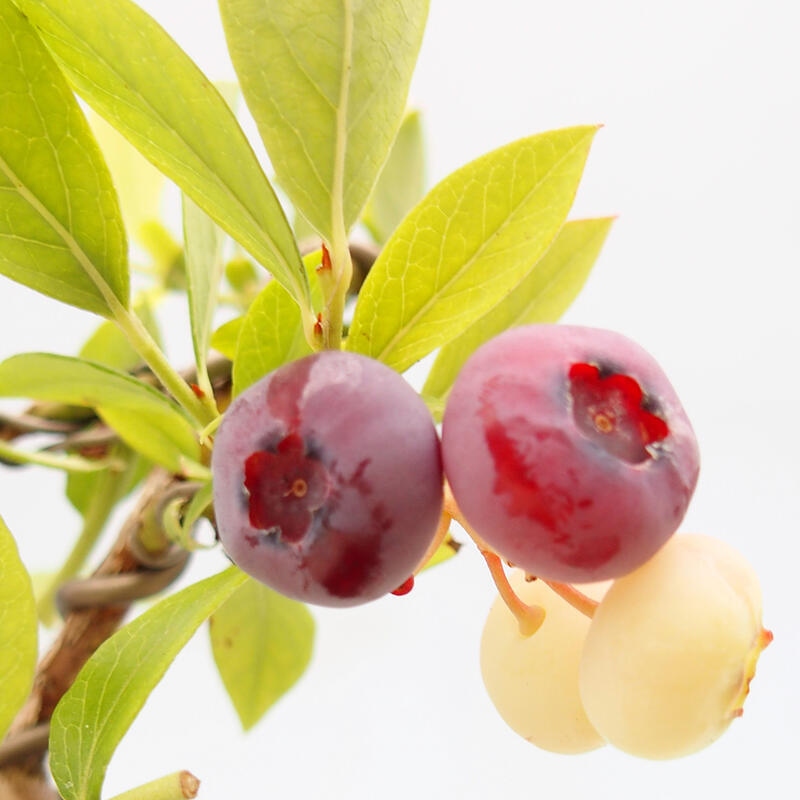 Bonsai voor buiten - Canadese bosbes - Vaccinium corymbosum