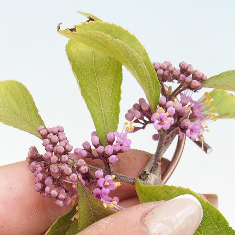 Bonsai voor buiten - Callicarpa bodinierova profusion